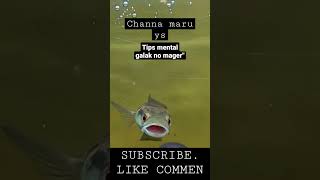 Download Lagu CHANNA MARU YS , Tips mental galak no mager-mager!!! #ikanchana#maruys#fyp#video#chana MP3