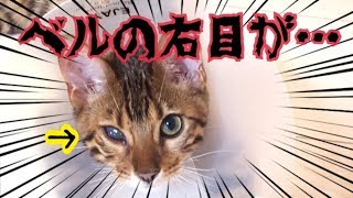 ０歳のベルを襲ったひどい結膜炎