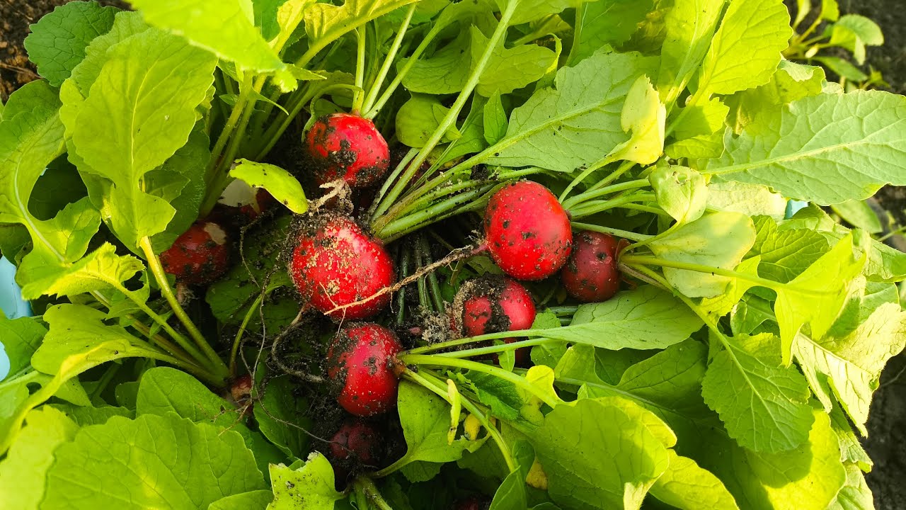 Редиска в теплиці 2026. #бджілка #українськийблогер #редиска #теплиця #блогер #город 