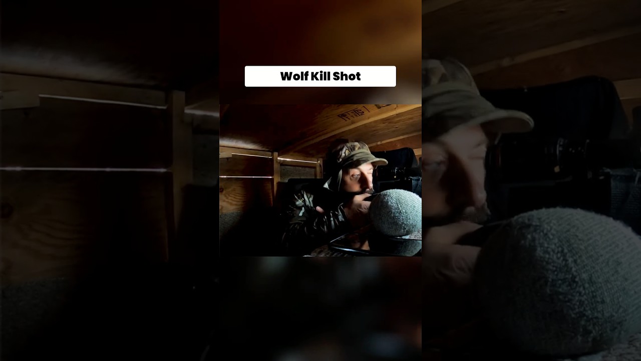 Wolf Kill Shot