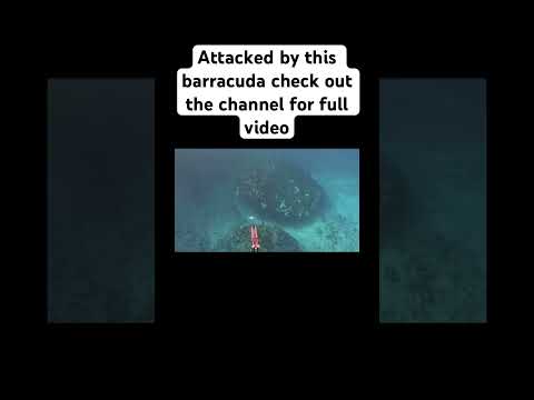 Scary Barracuda Attack subscribe for more #viral #barracuda #mustwatch #spearfishinglife