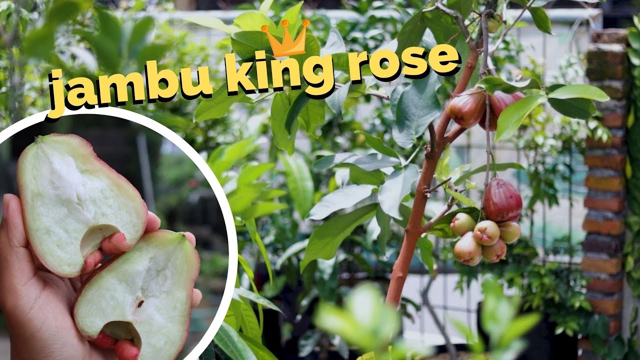 Jambu Air Jumbo l King Rose