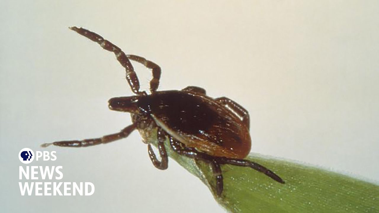 Why tick season is worse than usual and how to protect yourself