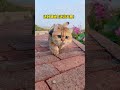 Ideal Cat Stroll Weather Tips! Perfect for Cat Lovers