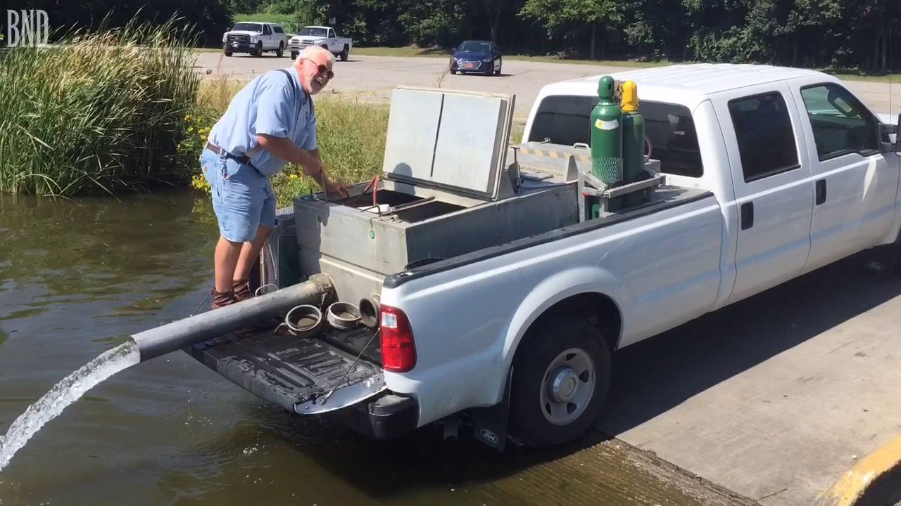 Alligator gar are introduced to Horseshoe Lake to fight Asian carp