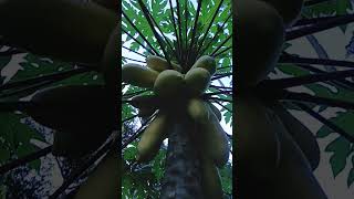 Brazilian Golden papaya