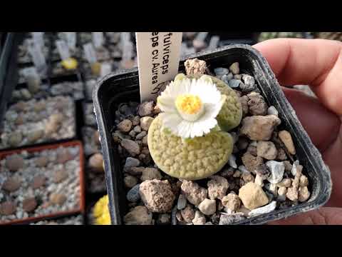 Конофитумы.Литопсы.Мои суперсуккуленты.Офтальмофилум.Lithops.Conophytum.