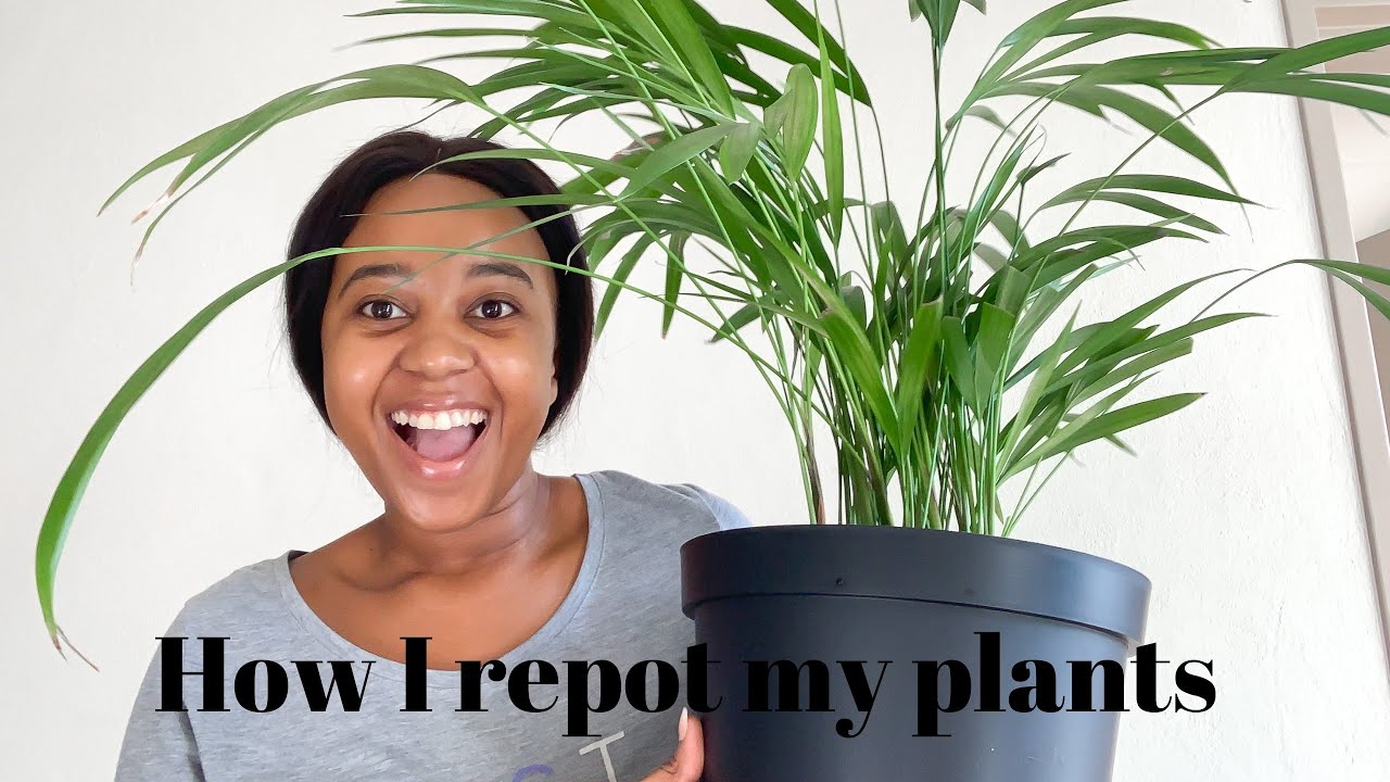 BEING A PLANT MOM,how I repot my plants | VUKONA N | 