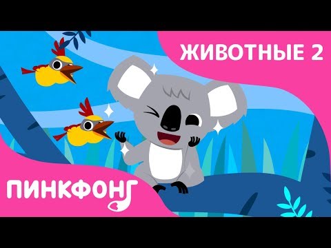 Коала — Коала-ла-ла-ла | Песни про Животных | Пинкфонг Песни для Детей