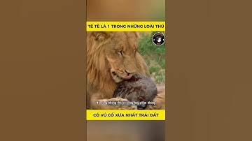 Tê Tê là 1 trong những loài thú có vú cổ xưa nhất trái đất #animals #dongvat #thegioidongvat