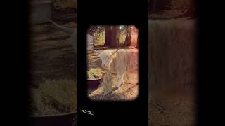 Daisy Duke | Scottish Highland | Out Here Living Our Best Farm Life