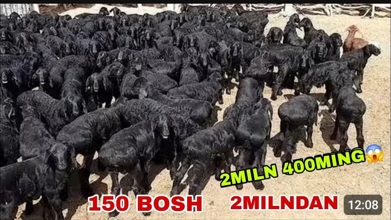 😳150 Bosh 2miln 400 2milndan voy dodd 2026 yilaga qo’zi sezon boshlandi tarxi narxlar bo’ldi shoshi