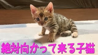 絶対こっちに向かって来る子猫と嫌われた主人・・・