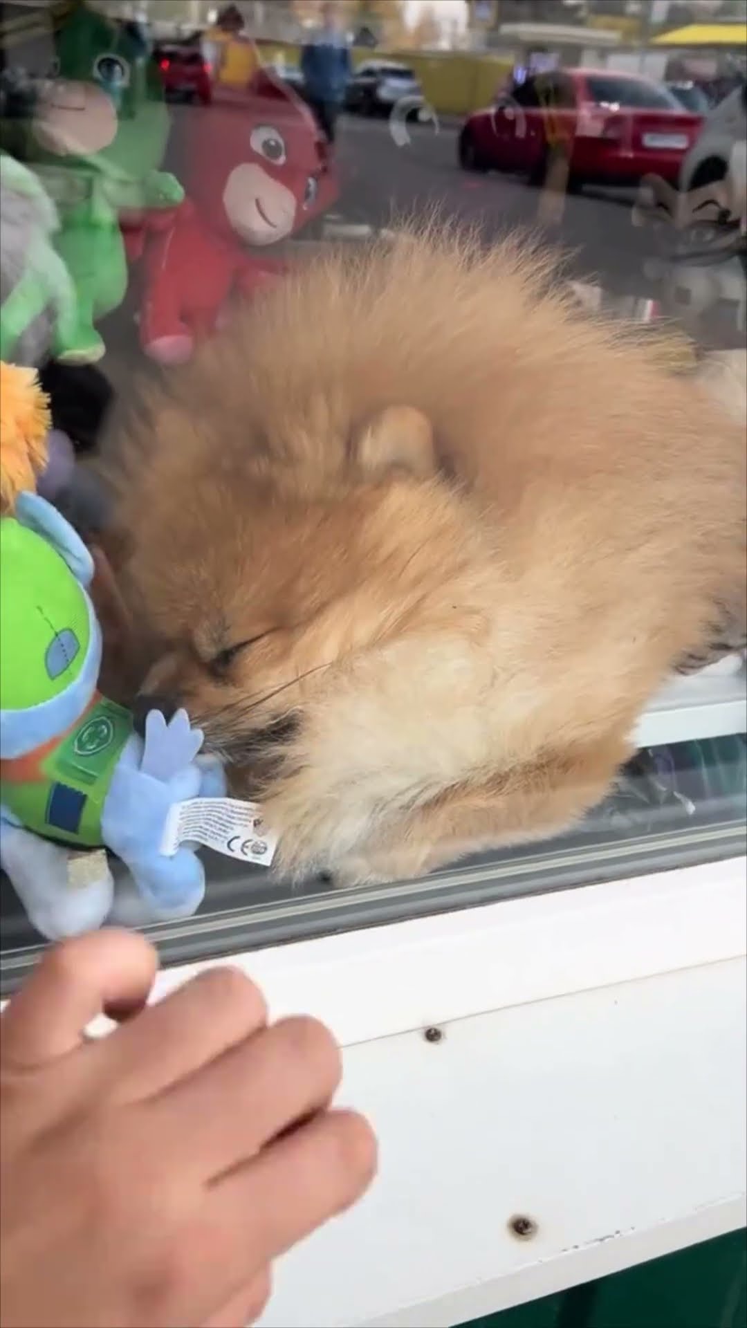 Spitz Fedya Sleeps Peacefully in a Store Display