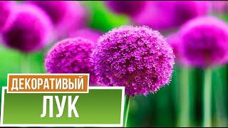 картинка: Аллиум Пепл Сенсейшн ☘ Лук декоративный