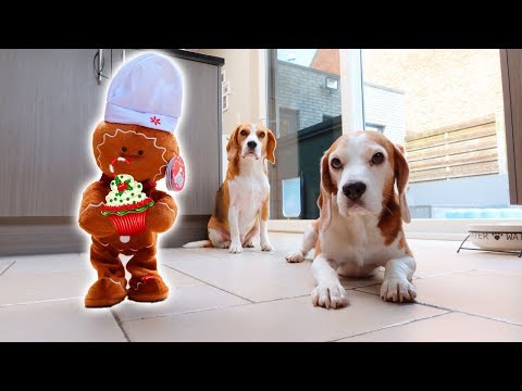 gingerbread-man-vs-dogs-prank-:-funny-dogs-louie-&-marie