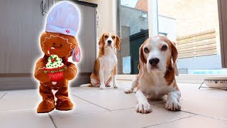 Gingerbread Man vs Dogs Prank : Funny Dogs Louie & Marie