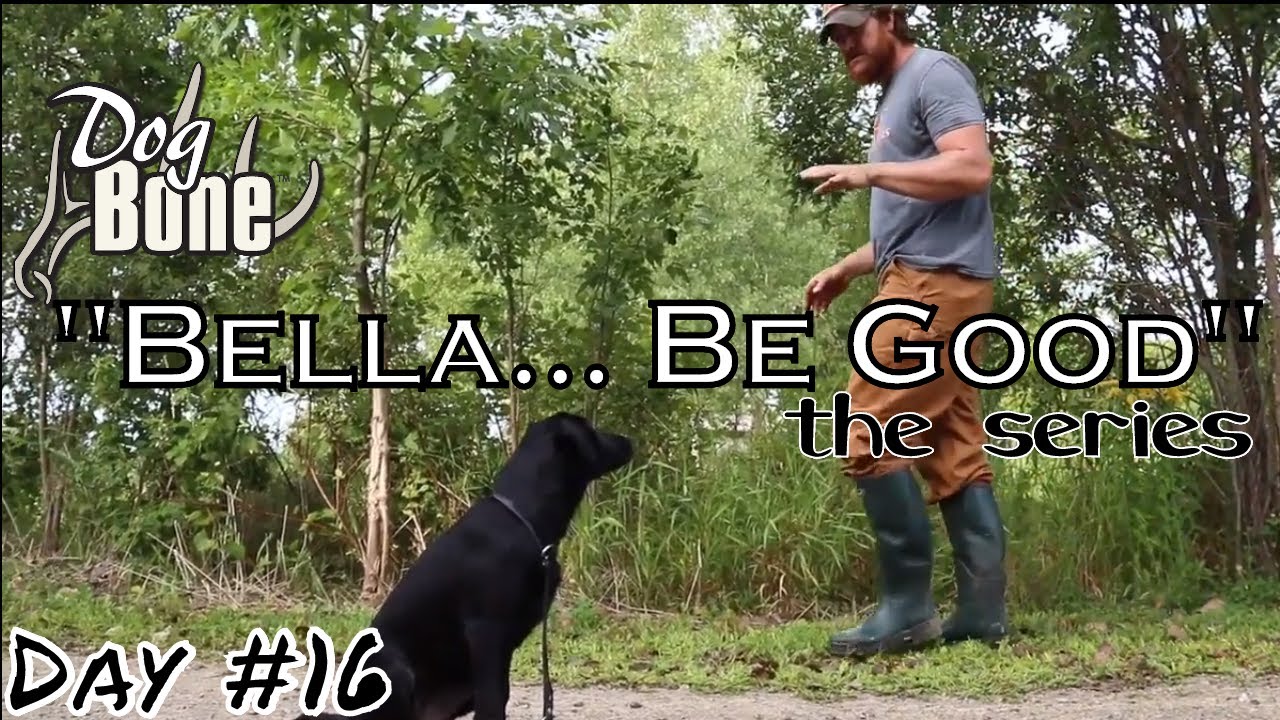 "Bella... Be Good" Gun Dog Puppy Training Series Ep 16 YouTube