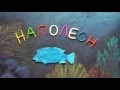 Наполеон. Пластилиновый познавательный мультфильм. Cheilinus undulatus . Plasticine Animation.