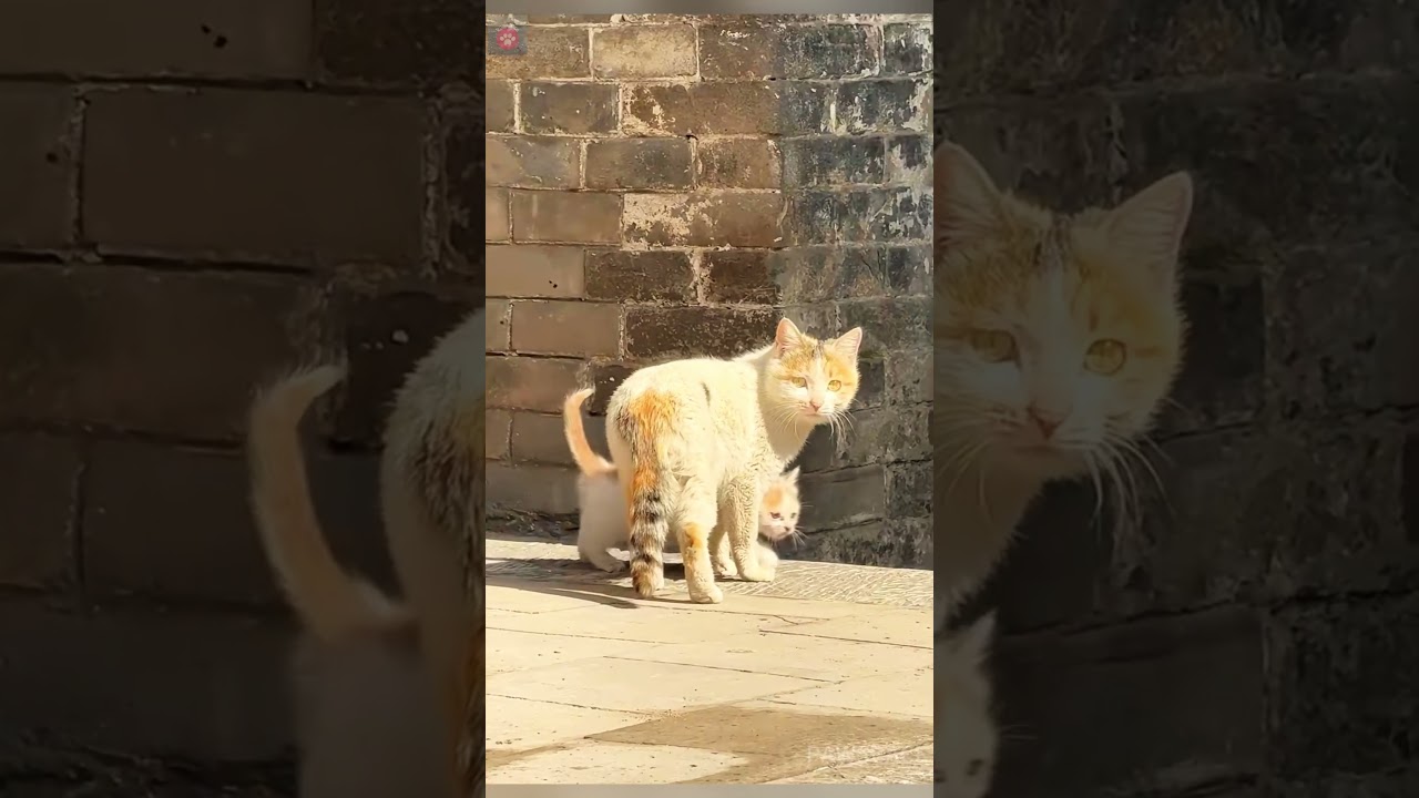 A cute kitten and her mother cat waiting for her return