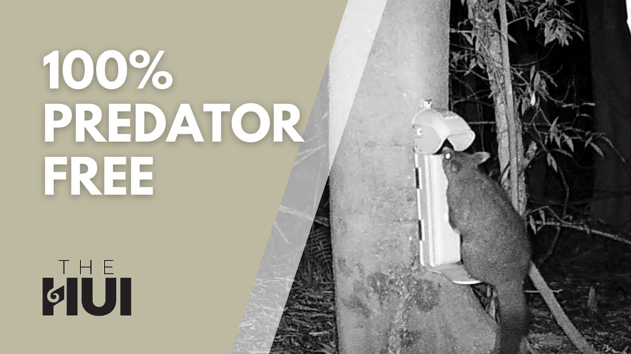 Pests are decimating our pristine landscape. Can Predator Free 2050 plan deliver? | The Hui 2024