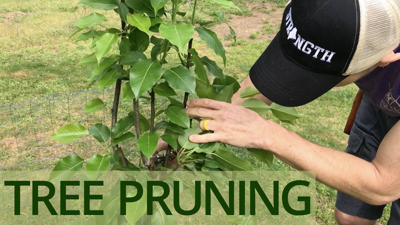 Home Gardening: Tree Pruning - YouTube