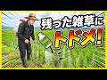 【もう諦めない】田植え後に残ったしつこい雑草を撃退する「最後の救世主」とは？