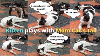 Kitten plays with Mom Cat's tail | YouPetTube