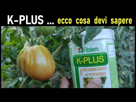 Vidéo: Septoria sur les feuilles de tomates : conseils pour traiter la tache septorienne