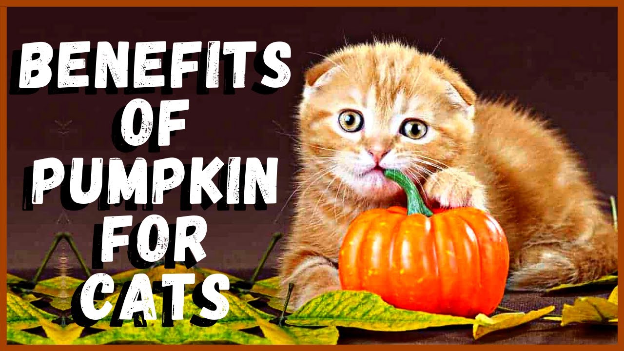 Benefits of Pumpkin for Cats 