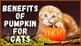 Benefits of Pumpkin for Cats