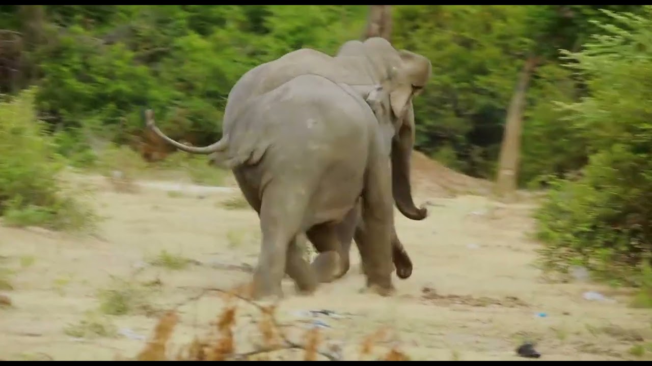 Elephant-human conflict in Ceylon