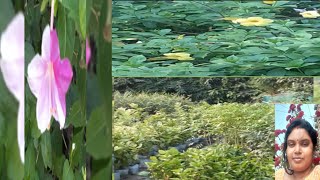 My First Vlog Video My Lifestylemy Cooking Video Sadhasidha Rannaghor Cooking Lifestyle