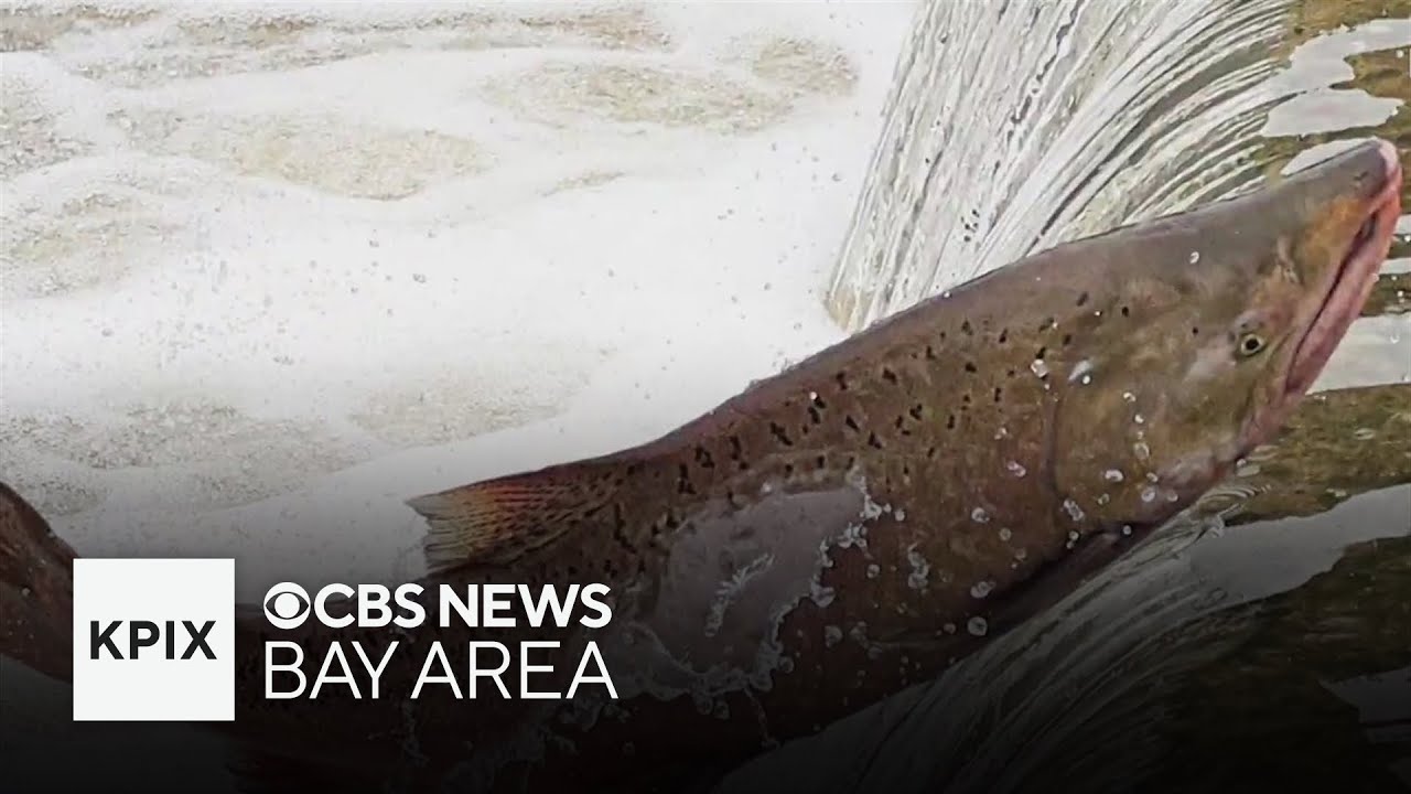 Photographers capture Chinook salmon returning to Alameda Creek in Niles Canyon