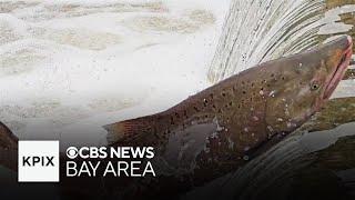 Photographers capture Chinook salmon returning to Alameda Creek in Niles Canyon