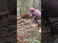 Felling a cedar tresdedos　tala de cedro,벌채、вырубка,abbattimento,tebangan、कटाई,