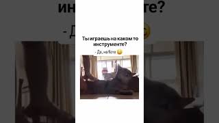 Кот умеет петь/#смех #котики #милыеживотные