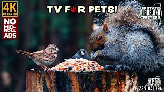 4k Cat TV  Dog TV  Upstate Birds And Critters: Ep 229 — 041324 — No Ads