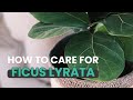 BEST TIPS | HOW TO CARE FOR FICUS LYRATA | FIDDLE LEAF FIG CARE GUIDE