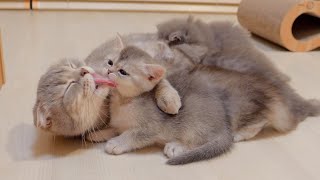 A mother cat gently soothes her kitten who is having trouble drinking milk.