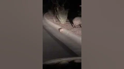 Baby boar(pig)🐖 trying to cross the road..#Rrcsai vibes