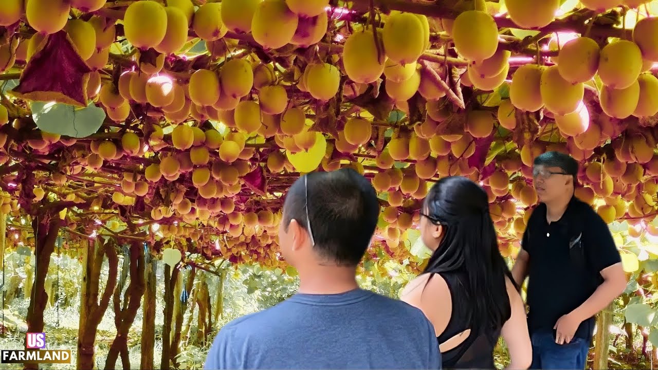 New Zealand Farmers Harvest and process Millions of tons of Kiwi Fruit ...