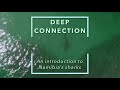 Deep connection  an introduction to namibias sharks