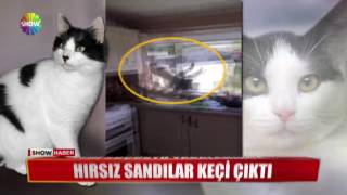 Hayvanların çıldırdığı anlar