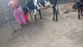 oh my God!!! The village beautiful girl cow service & cow milk collect video _Desh program