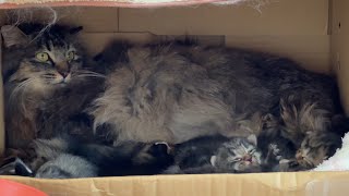 子猫を守るママ猫が突然鋭く目を見開いた訳とは