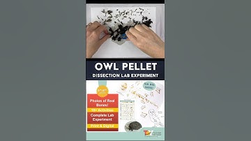 Dissect an Owl Pellet! Teacher Toy Shop has resources to help with this. #teachertoyshop #foodchain