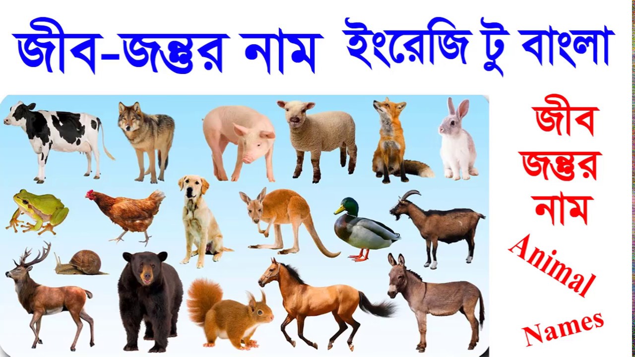 Animal names English to Bangla ! List of animal names ! Best Animal Names ! Bangla  Animals name - YouTube