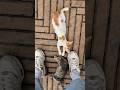 발 밑에서 장난치는 새끼고양이 A kitten playing under my feet.