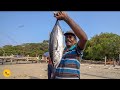 Biggest giant tuna fish catch  cook in fort kochi beach kerala rs 2500 only l kochi food tour